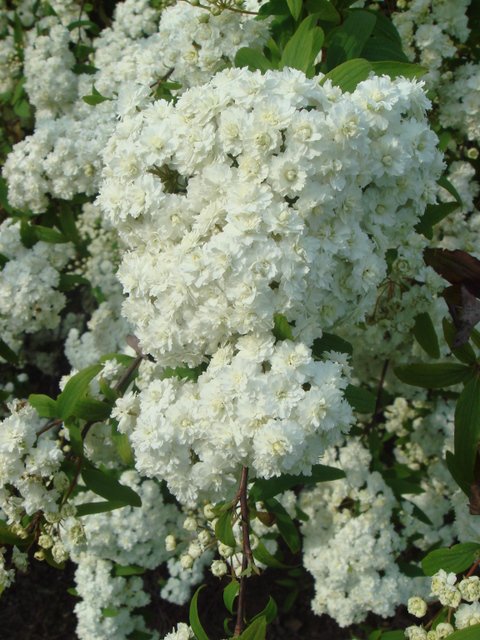 Spiraea cantoniensis 'Lanceolata' fleur P1D P7 (2)
